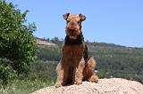 AIREDALE TERRIER 281